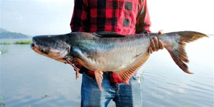 What Is Reverse Catfishing? - AskMen