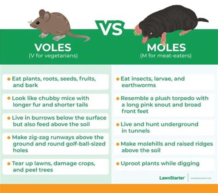 What is the difference between mole and salsa?