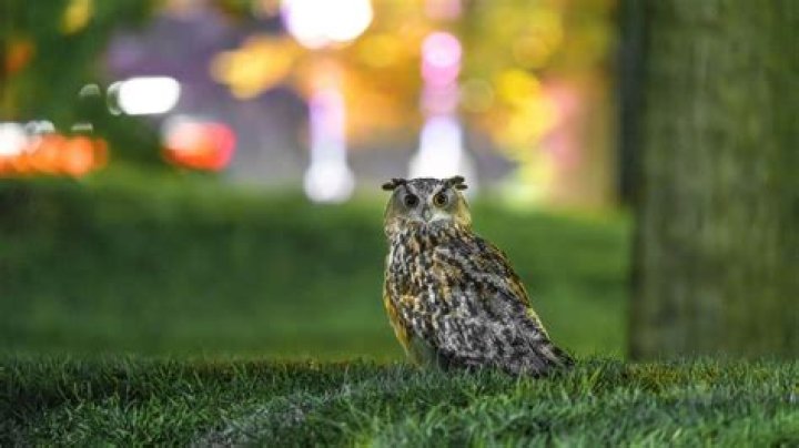 Who freed Flaco? One year later, celebrity owl’s escape from Central Park Zoo remains a mystery