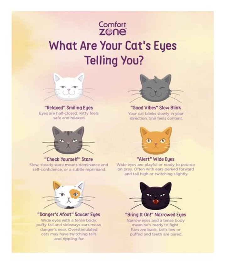 Why are cat’s eyes different colours and what do they mean? – The Sun