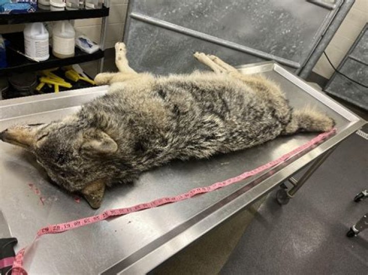Young wolf found dead on I-80 median in Davenport